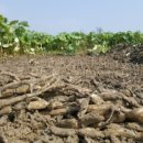 연근농장 이미지