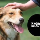 쌀강아지 네이버블로그