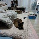 아그얼라 이미지