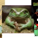Jurassic frogs 이미지