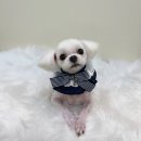 뽀프퍼피 이미지