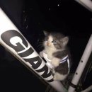 바다요정 이미지