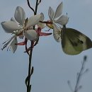 가우라꽃에(바늘꽃)배추흰나비와 벌들. 이미지