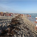 마이애미 이미지