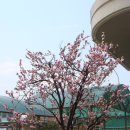 하정초등학교