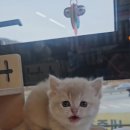 야옹아 멍멍해봐 세종점 이미지