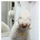 애견세상 이미지