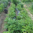 동신농장 이미지