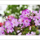 걸포중앙공원 이미지