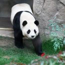 푸바오