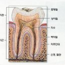 우리는 실험마루타. 내 잇몸,치아로 이런 실험을 했겠지. 이미지