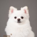 몽펫 이미지