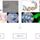 이노팜(주) 이미지
