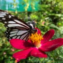 나비농장 이미지