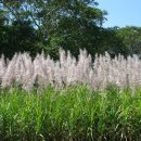 사탕수수 [sugarcane (Saccharum officinarum)] 이미지
