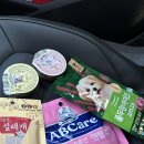 도그마캣일산