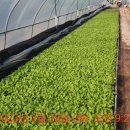 멍글하우스 이미지