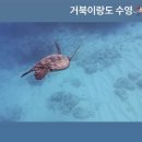 바나나리프 앤 커피 팩토리 | 신혼여행 6일차_아일랜드 빈티지 커피 / 거북이 투어...더 치즈케이크 팩토리 / 와플앤베리 / 12월 하와이