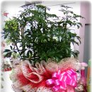 마미안여성병원 이미지