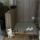 은지네과일 | 게으른 나.. 상반기 기록하자