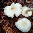 목련무당버섯 Russula alboareolata 이미지