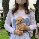 퍼피랩 이미지