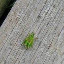 신라스테이  제주 이미지