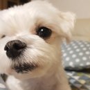 재영 동물병원 이미지