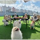 놀루오숑 이미지