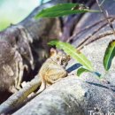 인도네시아 코타 마나도 (Kota Manado) 이미지