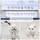 원 반려동물 미용실 | 인천고양이미용 /강아지미용 전문 부평 갈산동 원반려동물미용실