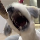 와다다 펫 그루밍 이미지