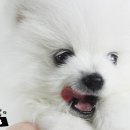 가정견1회분양 이미지