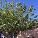 서부골프 | La여행_팜스프링스에서 골프 라운딩 하기 ⛳️ 미국 서부 골프 후기