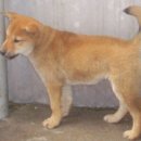 무궁화집 이미지