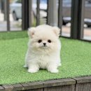 농림수산검역검사본부_하 | 시흥강아지분양 사랑스러운 아기강아지 안심분양 (feat. 안산, 광명, 안양)