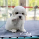 플레이독 이미지