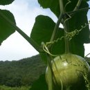 고내농장 이미지