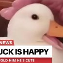 행복오리 이미지