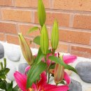 시골농장 이미지