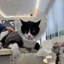 모들펫살롱 이미지