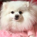 피자나라치킨공주(부천중동점) 이미지