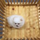 제주 헬로우펫 이미지