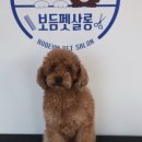 보듬펫살롱 네이버블로그