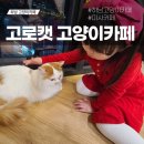 [하남 카페] 미사 최대규모 고로캣 고양이카페 방문후기