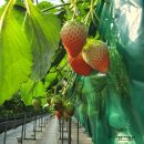 광혜원농장 이미지