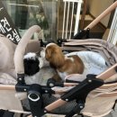 견생묭실 이미지