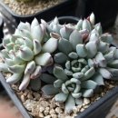 정남농장 이미지