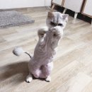 야옹이GROOMING | 인천 고양이무마취미용 그루밍 후기