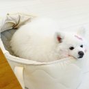 강아지 쿨방석 해리스펫 아이스팩 애견 쿨매트 극강의 시원함